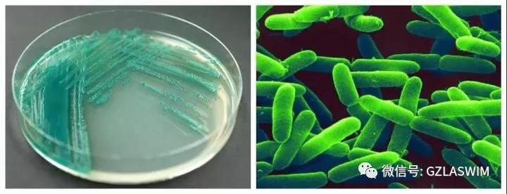 疫情當下，泳池場館的運營者們還能輕視消毒嗎？